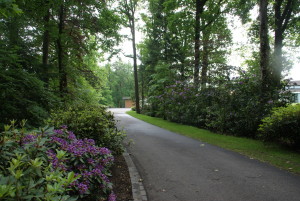 Natuurlijke tuin Rhododendron en oprijlaan
